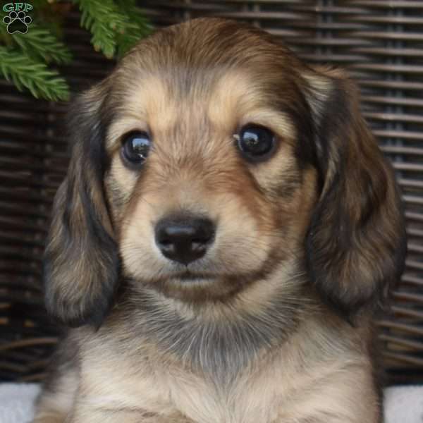 Cocoa, Dachshund Puppy